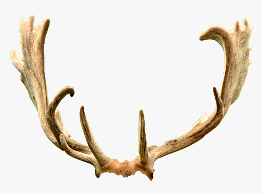 Deer Antler Trophy Hunting Ford Mustang Horn, HD Png Download, Free Download