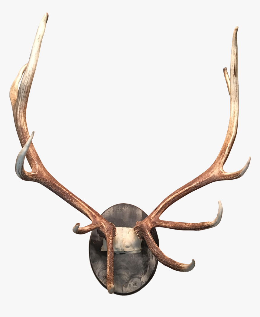 Deer Antler Moose Horn Elk, HD Png Download, Free Download