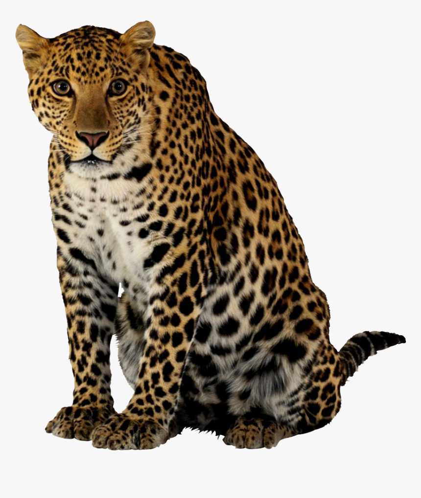 Download Leopard Png Clipart Transparent Png Kindpng - animal print colection snow lepord roblox