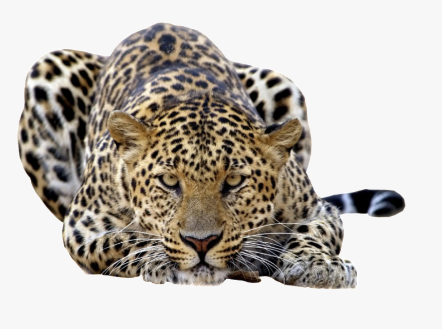 Leopard Png, Transparent Png, Free Download