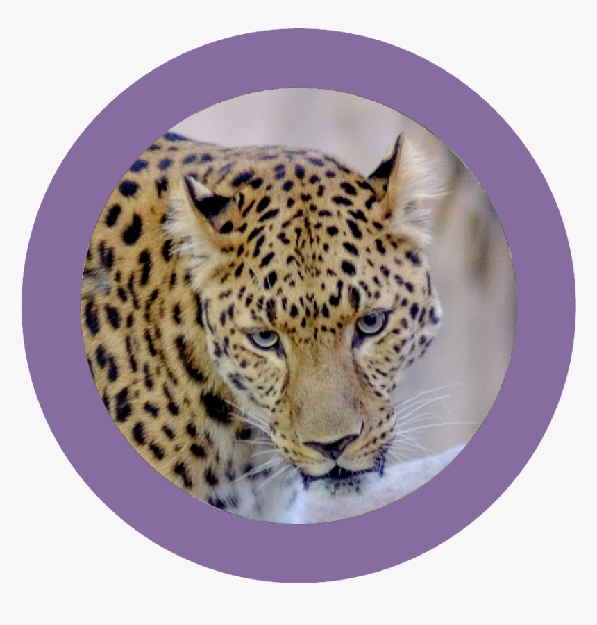 African Leopard , Png Download, Transparent Png, Free Download