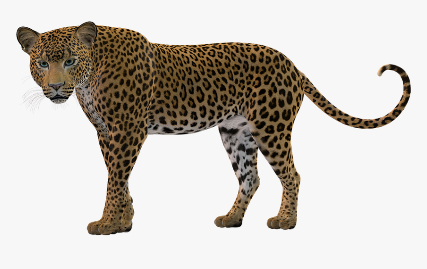 Big Cat, Rendering, Leopard, Predator, Stains, HD Png Download, Free Download