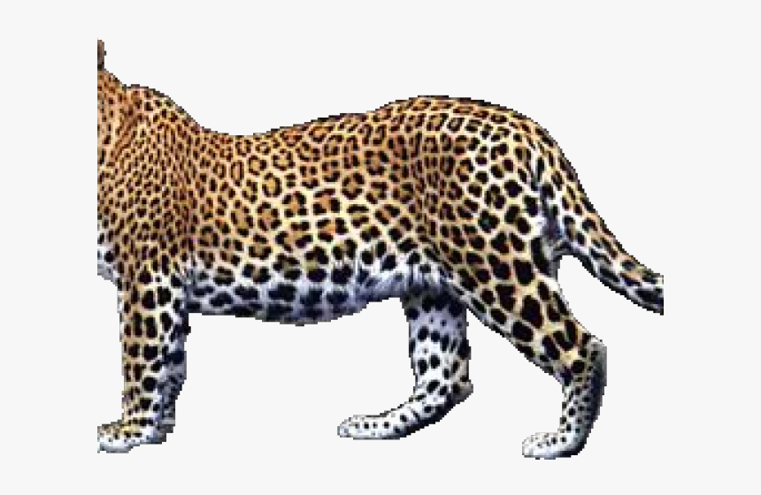 Transparent Leopard Png, Png Download, Free Download