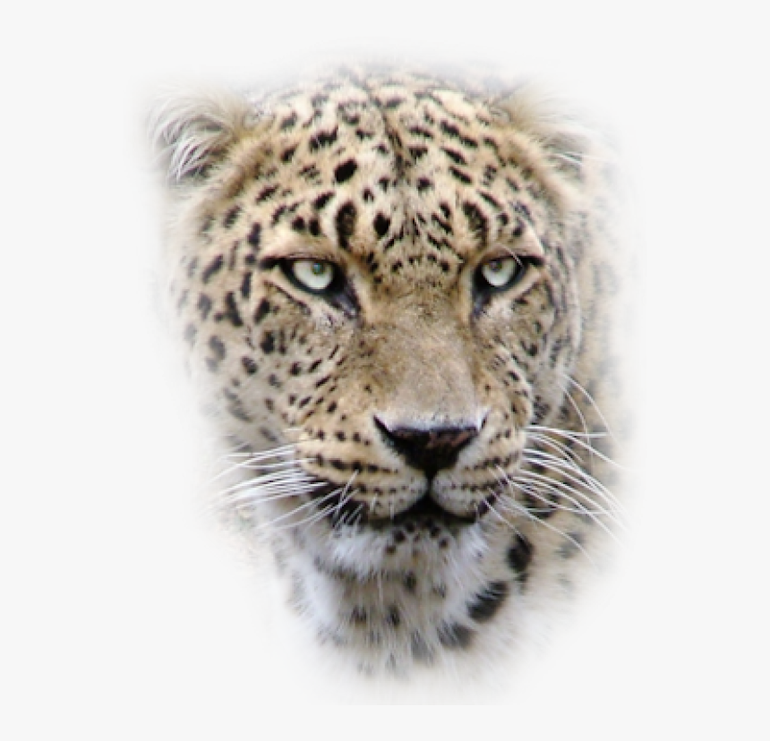 Leopard Png Free Download - Leopard Head Png, Transparent Png, Free Download