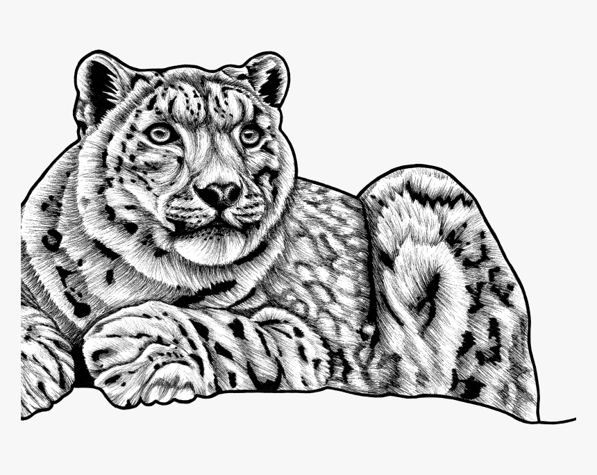 Snow Leopard - Sketch Of Snow Leopard, HD Png Download, Free Download