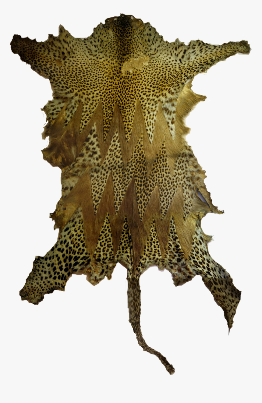 Linden Museum Stuttgart, Leopard Prunkfell, Afrika - Marine Invertebrates, HD Png Download, Free Download