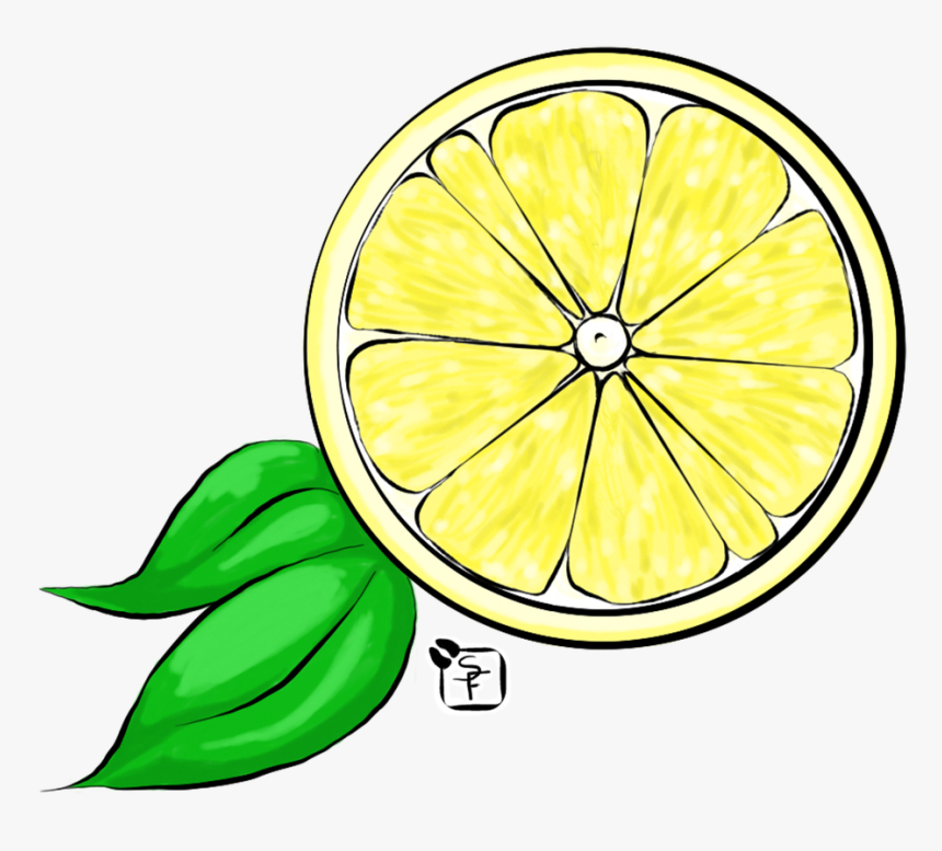 transparent lemon slices clipart lemon drawing hd png download kindpng transparent lemon slices clipart