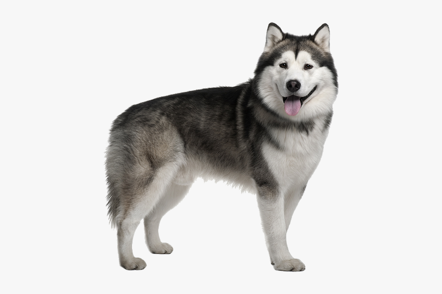 Husky Png Image Free Download - Alaskan Malamute Y Husky Siberiano, Transparent Png, Free Download