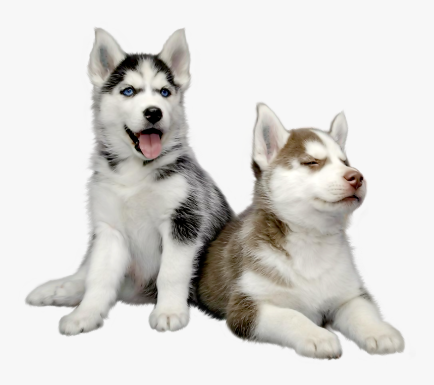Husky Png - Siberian Husky Dog Png, Transparent Png, Free Download