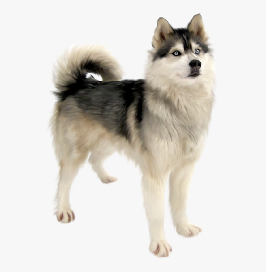 Cute Dog Png Download - Transparent Husky Png, Png Download, Free Download