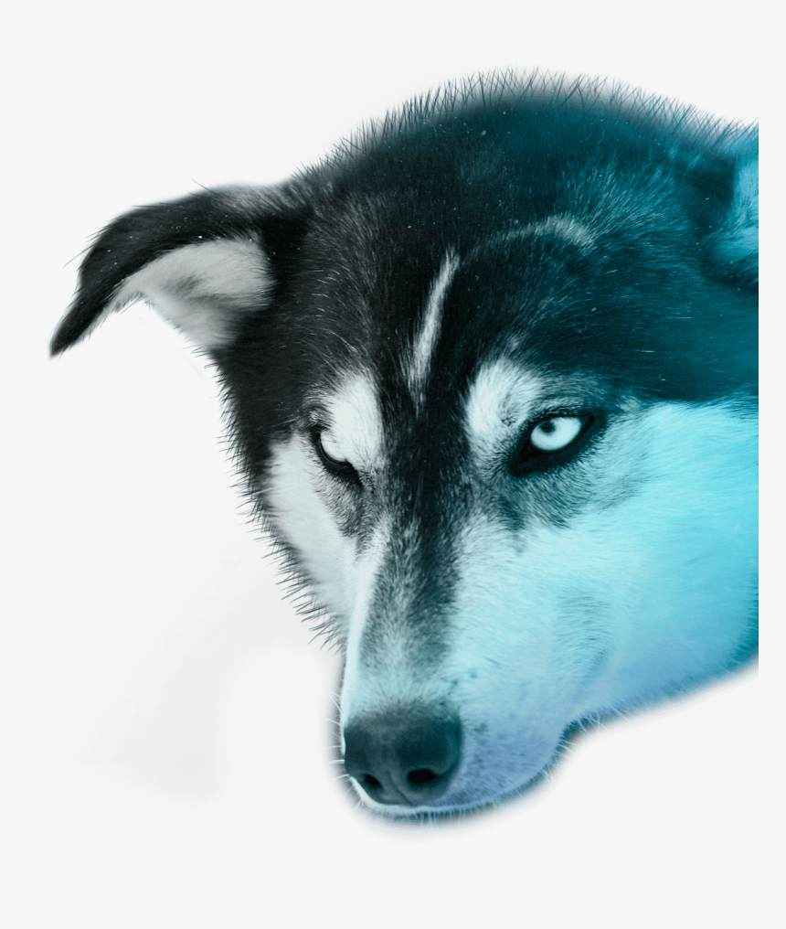 transparent husky png png download kindpng transparent husky png png download