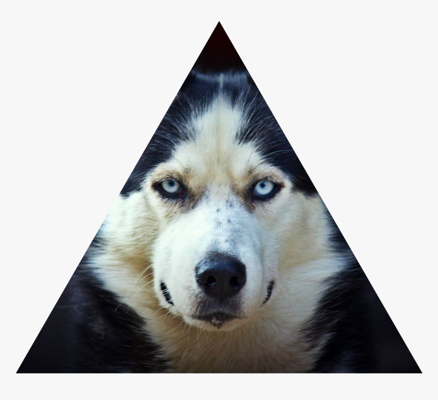 transparent husky png siberian husky png download kindpng transparent husky png siberian husky