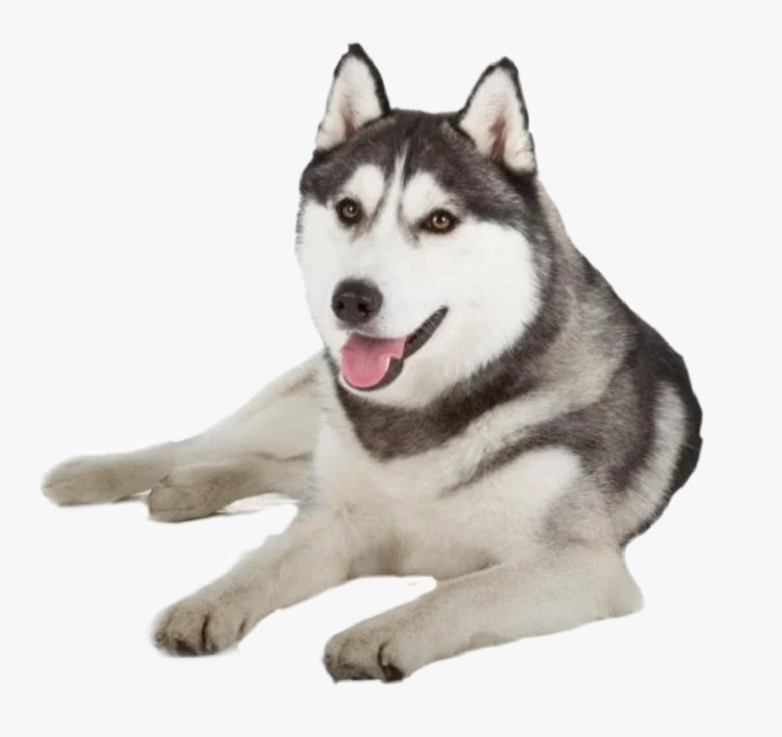 Transparent Husky Png - Pug And Siberian Husky, Png Download, Free Download