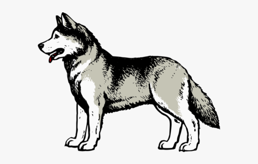 Sakhalin Husky, HD Png Download, Free Download