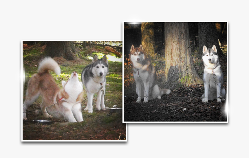 Miniature Siberian Husky, HD Png Download, Free Download