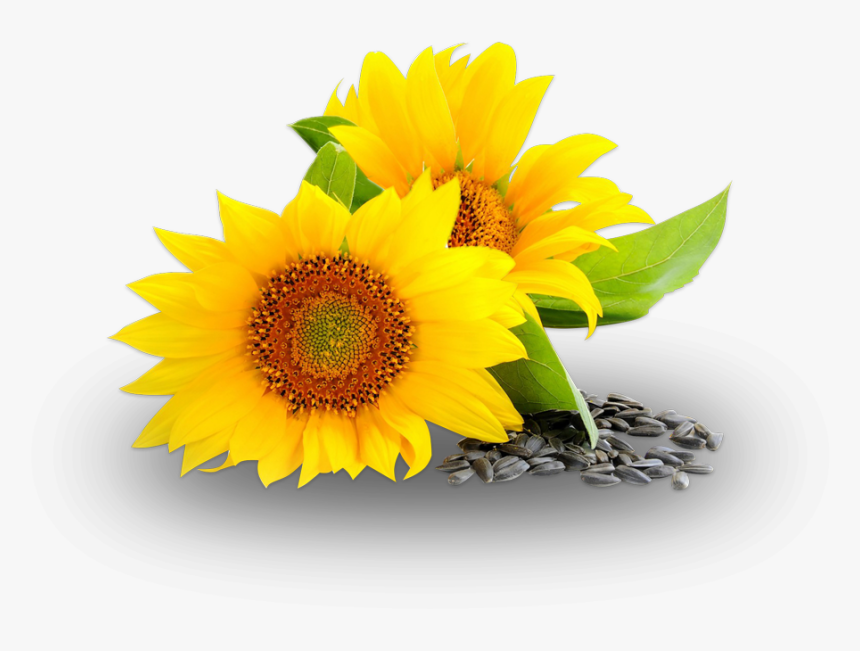 Sunflower Oil Png, Transparent Png, Free Download