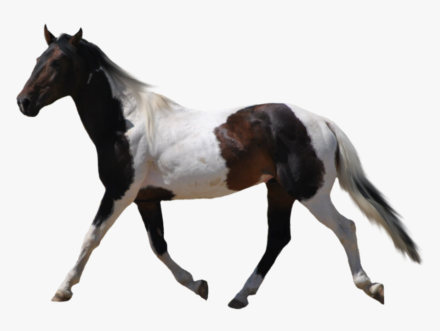 Transparent Mustang Horse Clipart - Horse With Transparent Background, HD Png Download, Free Download