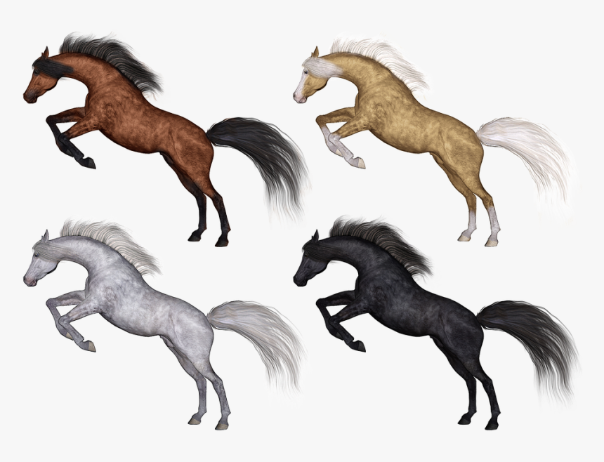 Horse, Horses, Pony, Ponies, Arab, Arabian, Purebred - Cheval Race, HD Png Download, Free Download