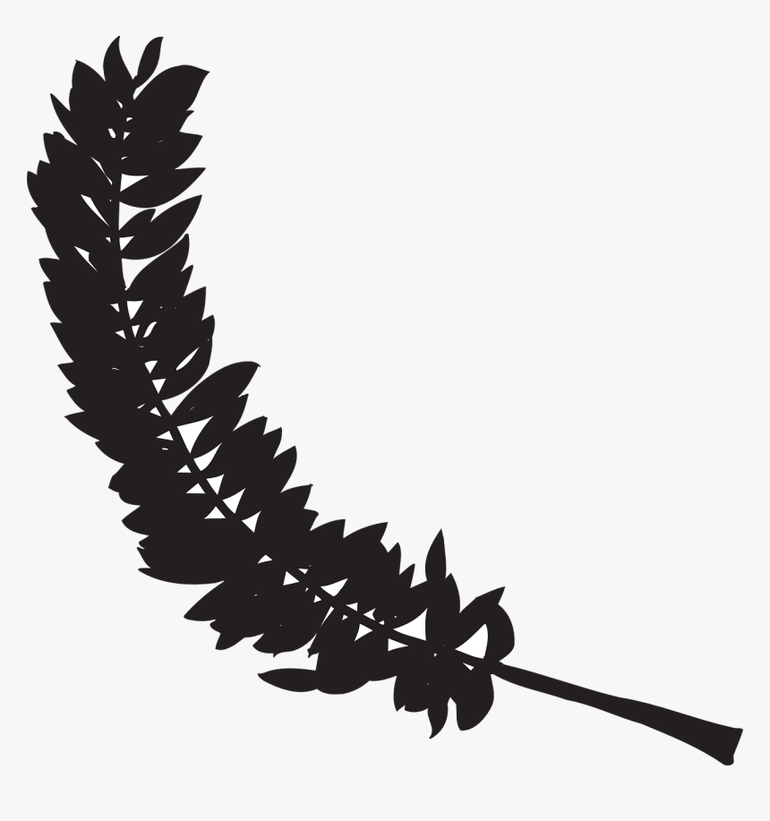 Feather Black Bird Free Picture - Feathers Silhouettes Transparent, HD Png Download, Free Download