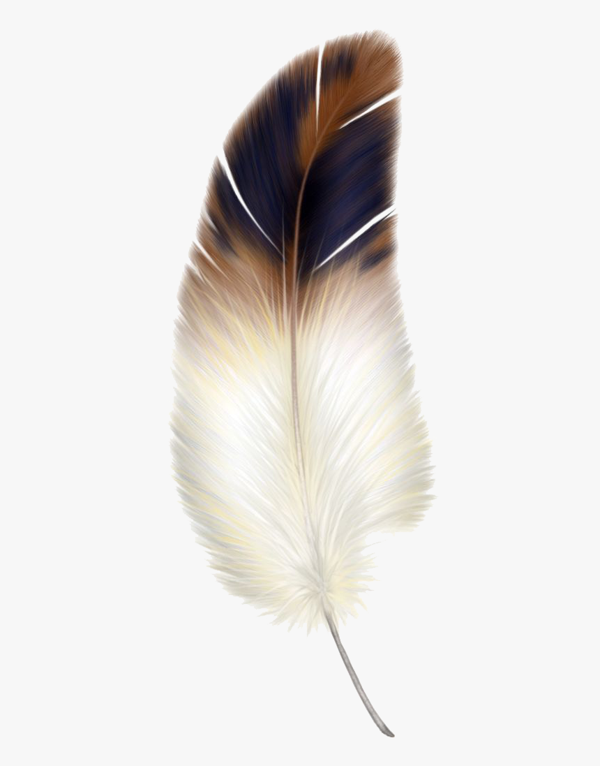 Macaw Feather Png Transparent Image - Feather Png, Png Download, Free Download