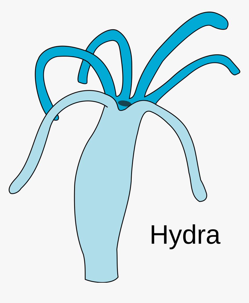 Diagram Of Hydra, HD Png Download, Free Download