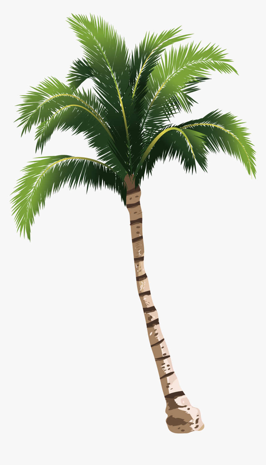 Coconut Tree Hq Image Free Png Clipart Coconut Tree Png Free Transparent Png Kindpng