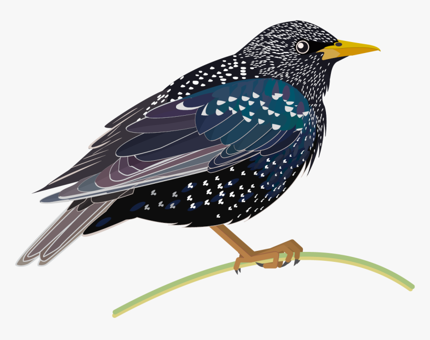 Starling Png Hd - Starling Png, Transparent Png, Free Download