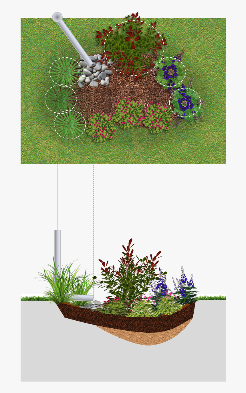 Rain Garden Png, Transparent Png, Free Download