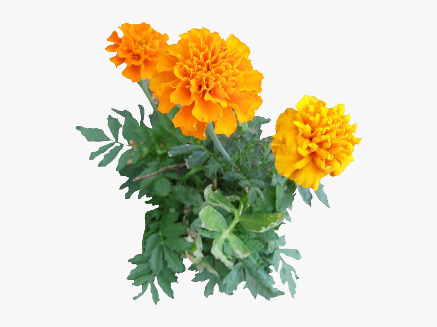 Marigold Png Image - Marigold Png, Transparent Png, Free Download