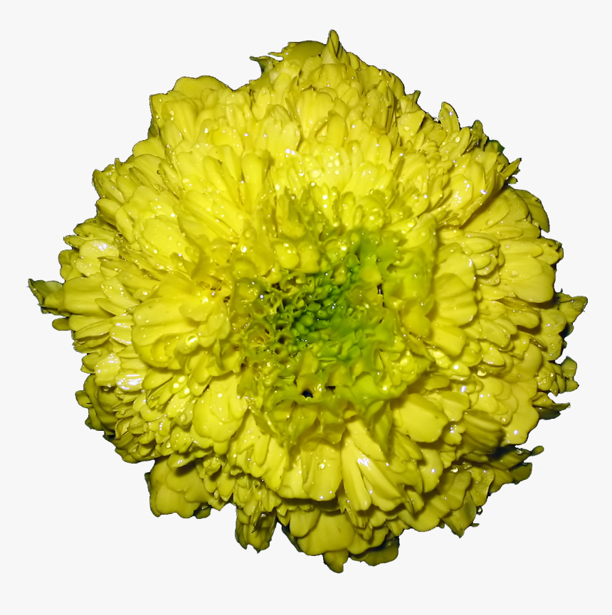 Marigold Flower Png, Transparent Png, Free Download