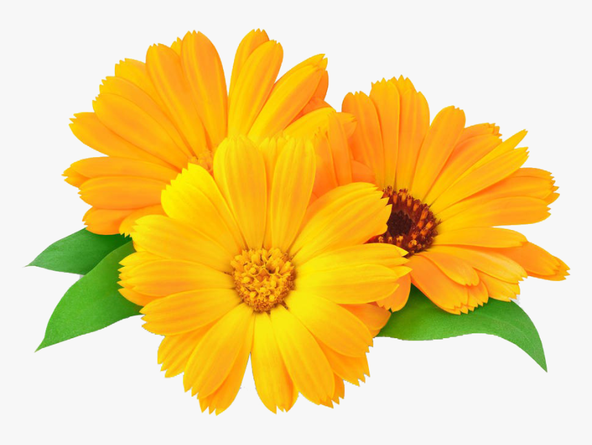 Calendula Png, Transparent Png, Free Download