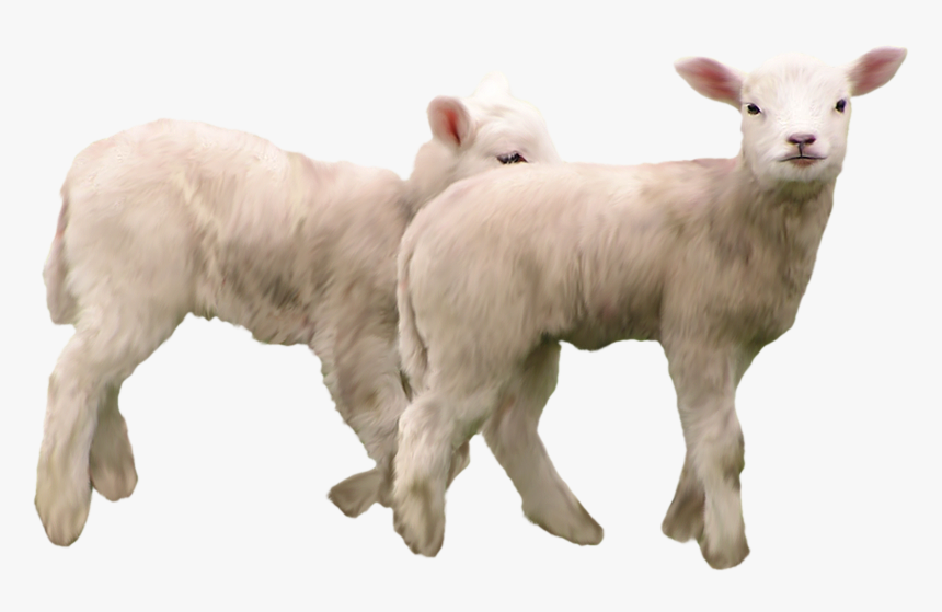 Goat Png - Козы Png, Transparent Png, Free Download