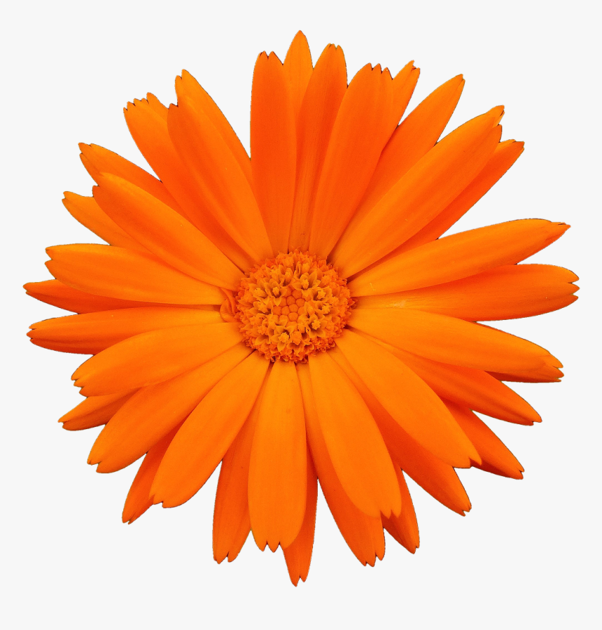 Petals Nature Flowers Petalsflower - Orange Flower Petals, HD Png Download, Free Download