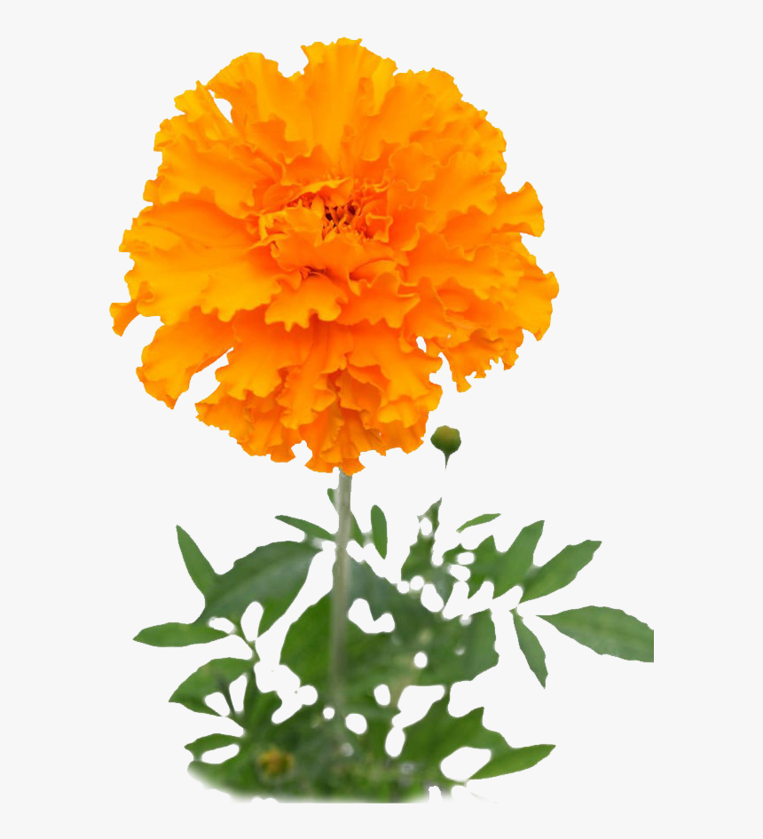 Herb Img - Mexican Marigold Transparent, HD Png Download, Free Download