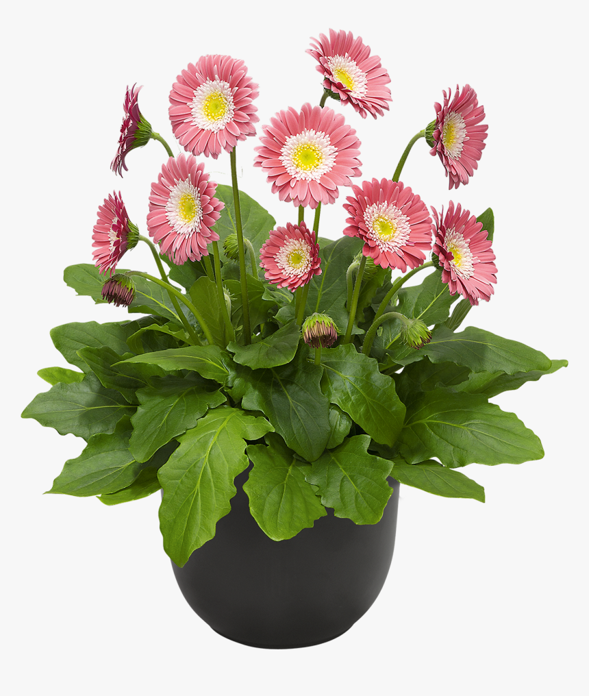 Gerberas Perennials, HD Png Download, Free Download