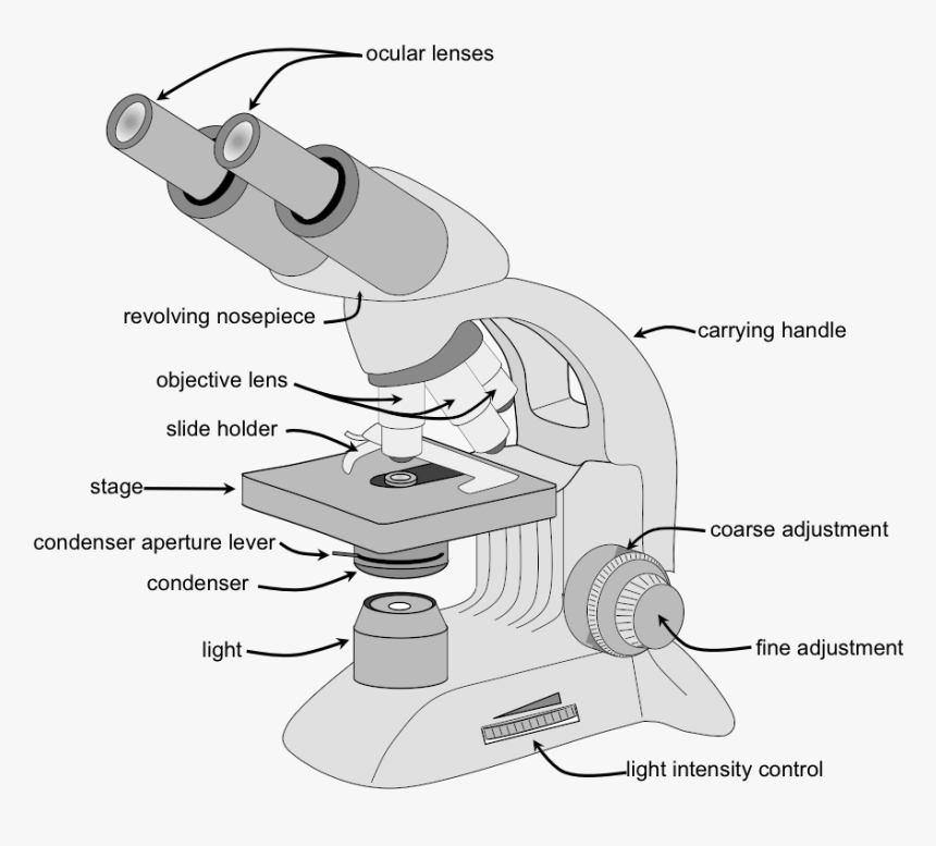 Parts Of A Microscope - Parts Of A Compound Microscope, HD Png Download ...