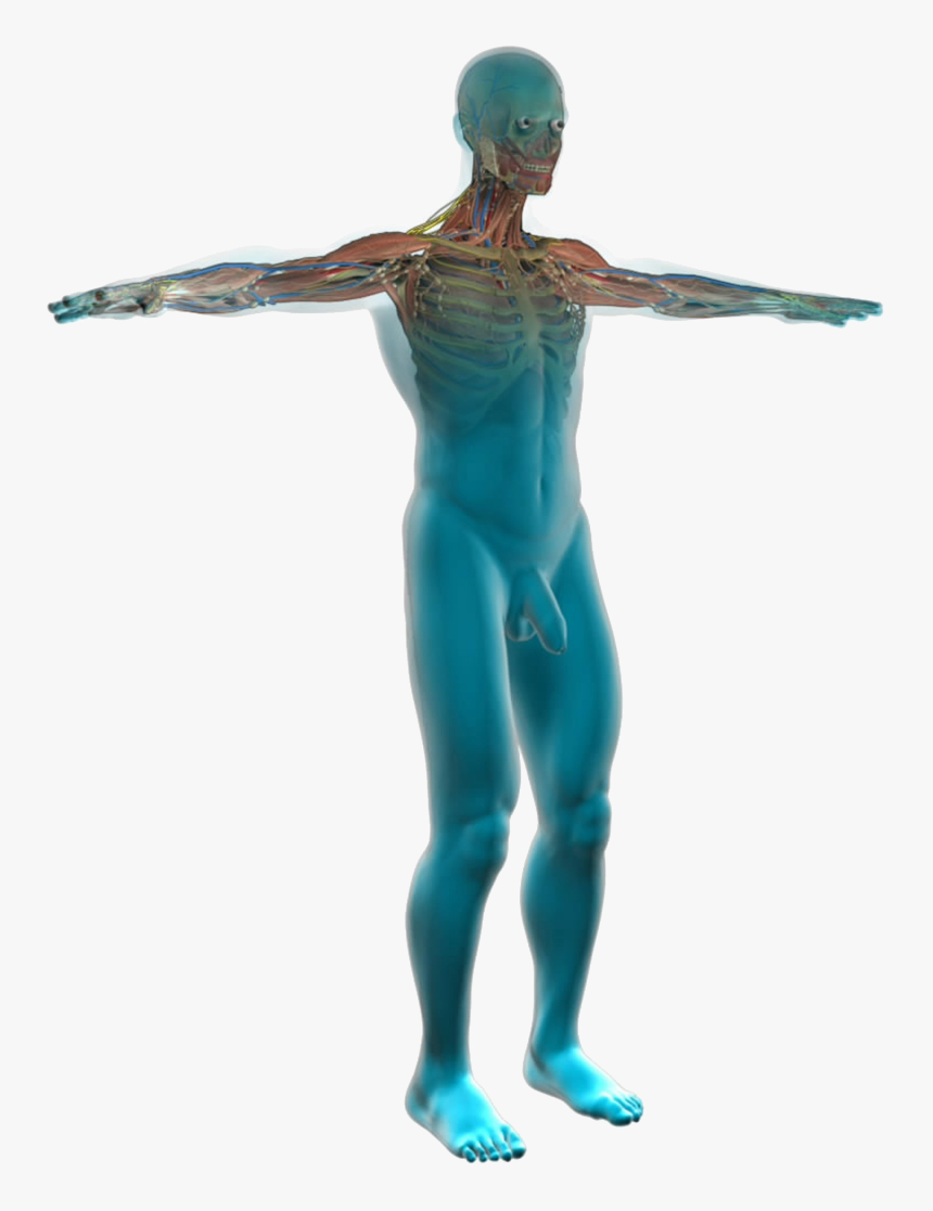 Human Anatomy - Corps Humain Png, Transparent Png, Free Download