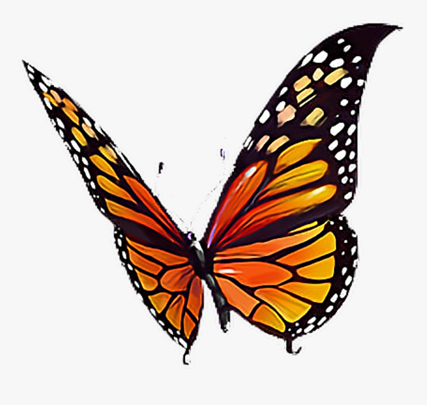 Albums 105+ Wallpaper Orange Butterfly With Black Spots Sharp 10/2023