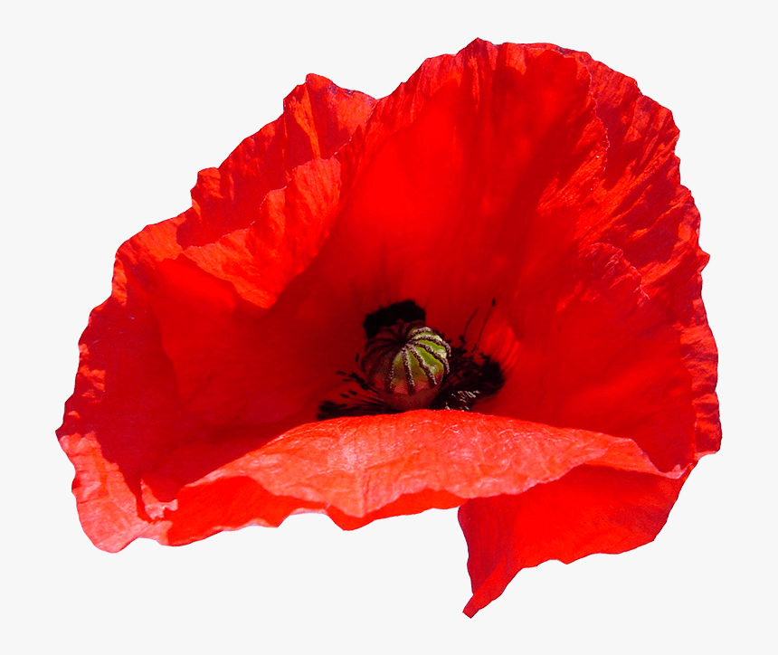 Poppy - Coquelicot, HD Png Download, Free Download