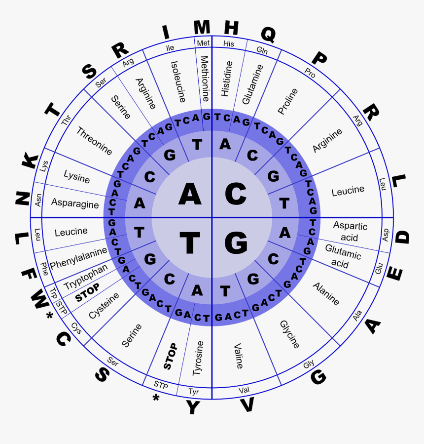 Rna Genetic Code, HD Png Download, Free Download