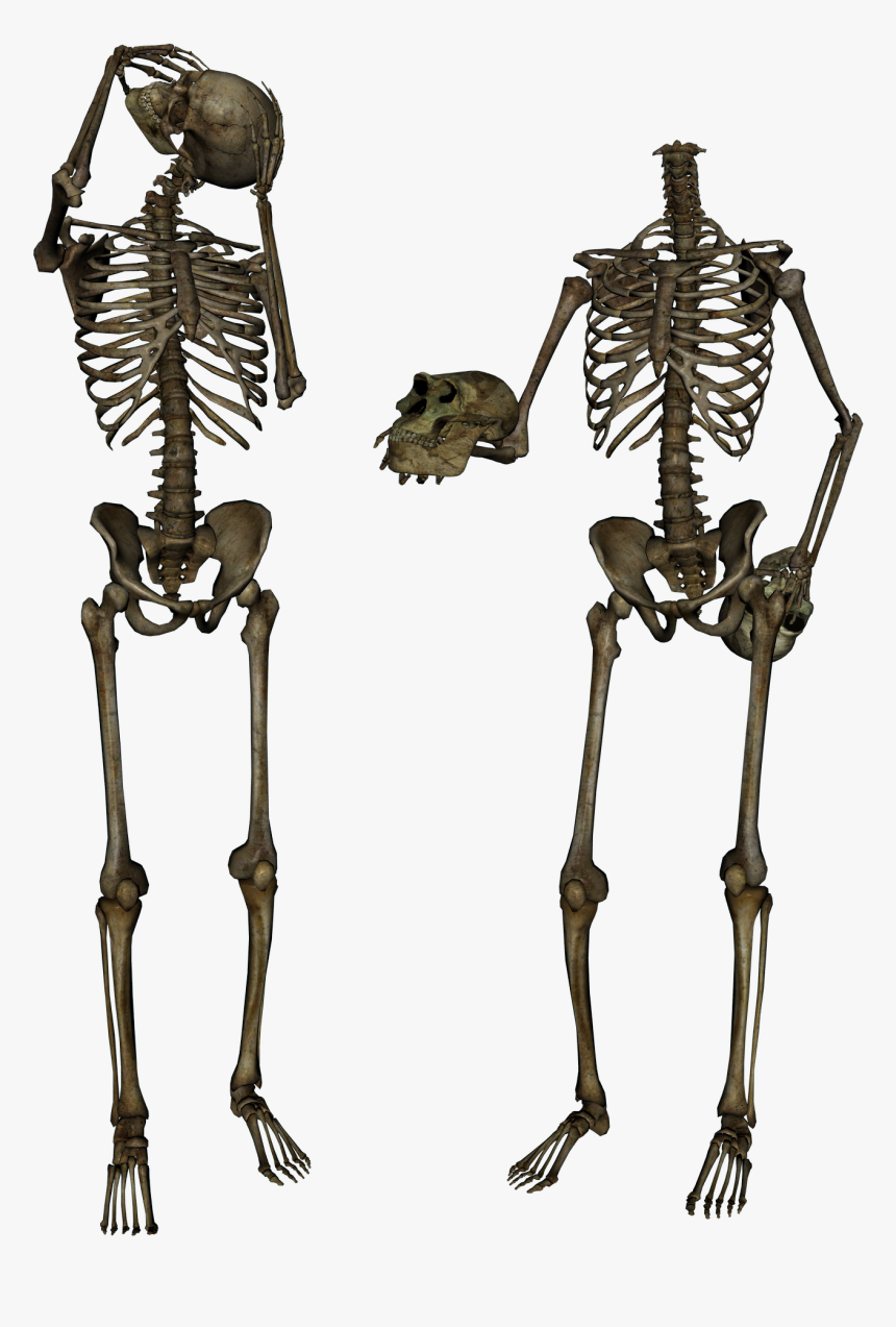 Skeleton Png Image Png Download - Pngs Skeleton, Transparent Png, Free Download