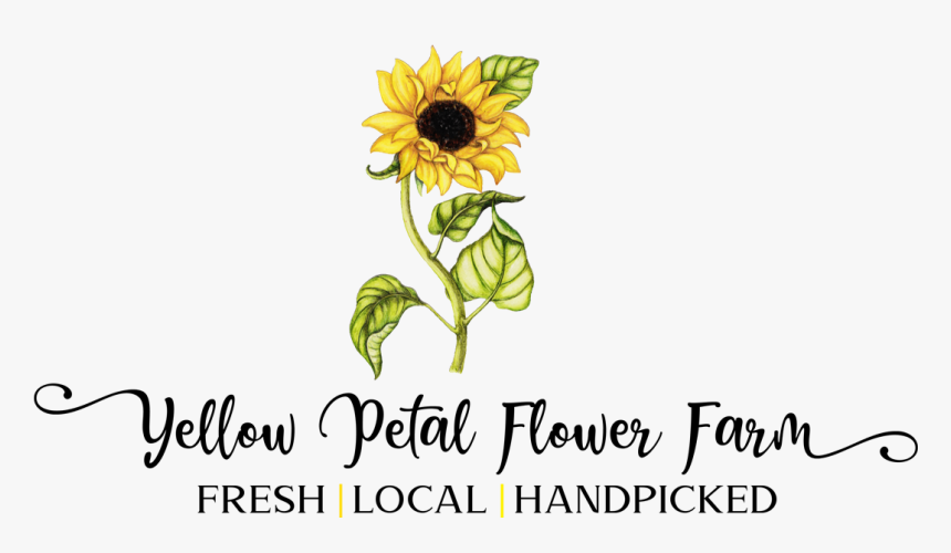 Yellow Petal Flower Farm, HD Png Download, Free Download
