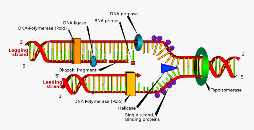 Dna Replication, HD Png Download, Free Download