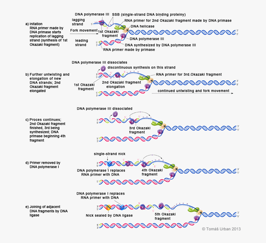 Репликация днк рнк полимераза. DNA Replication steps. Репликация ДНК биохимия. Инициация репликации ДНК. Репликация ДНК ЕГЭ биология.