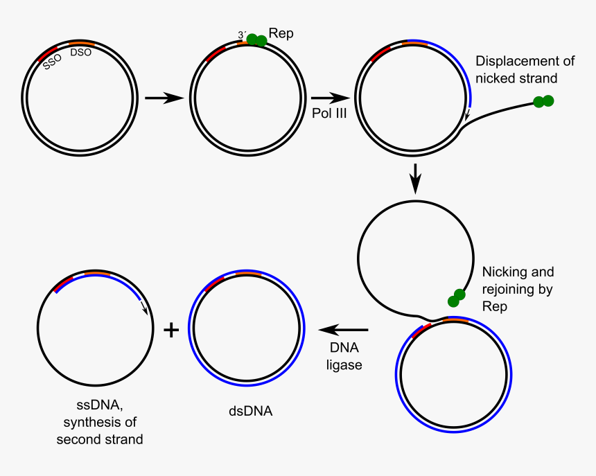 Rolling-circle Replication, HD Png Download, Free Download