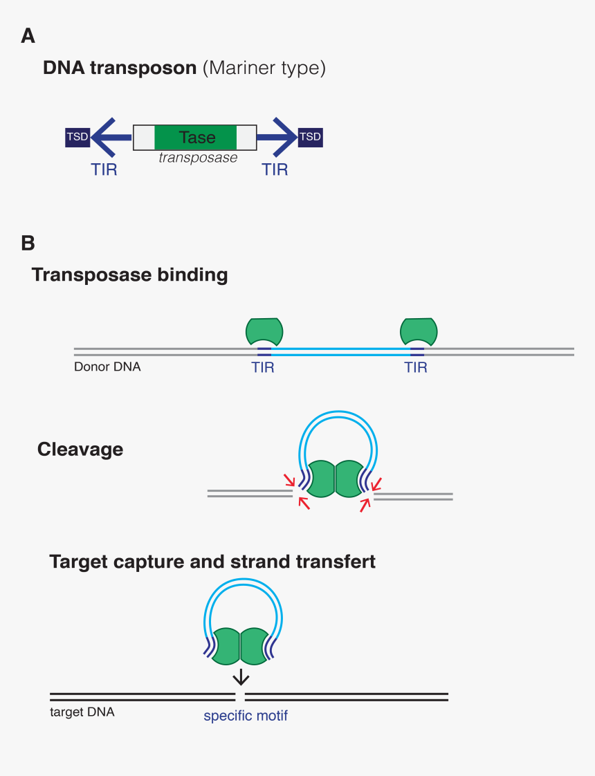 Dna Transposon - Dna Transposons, HD Png Download, Free Download