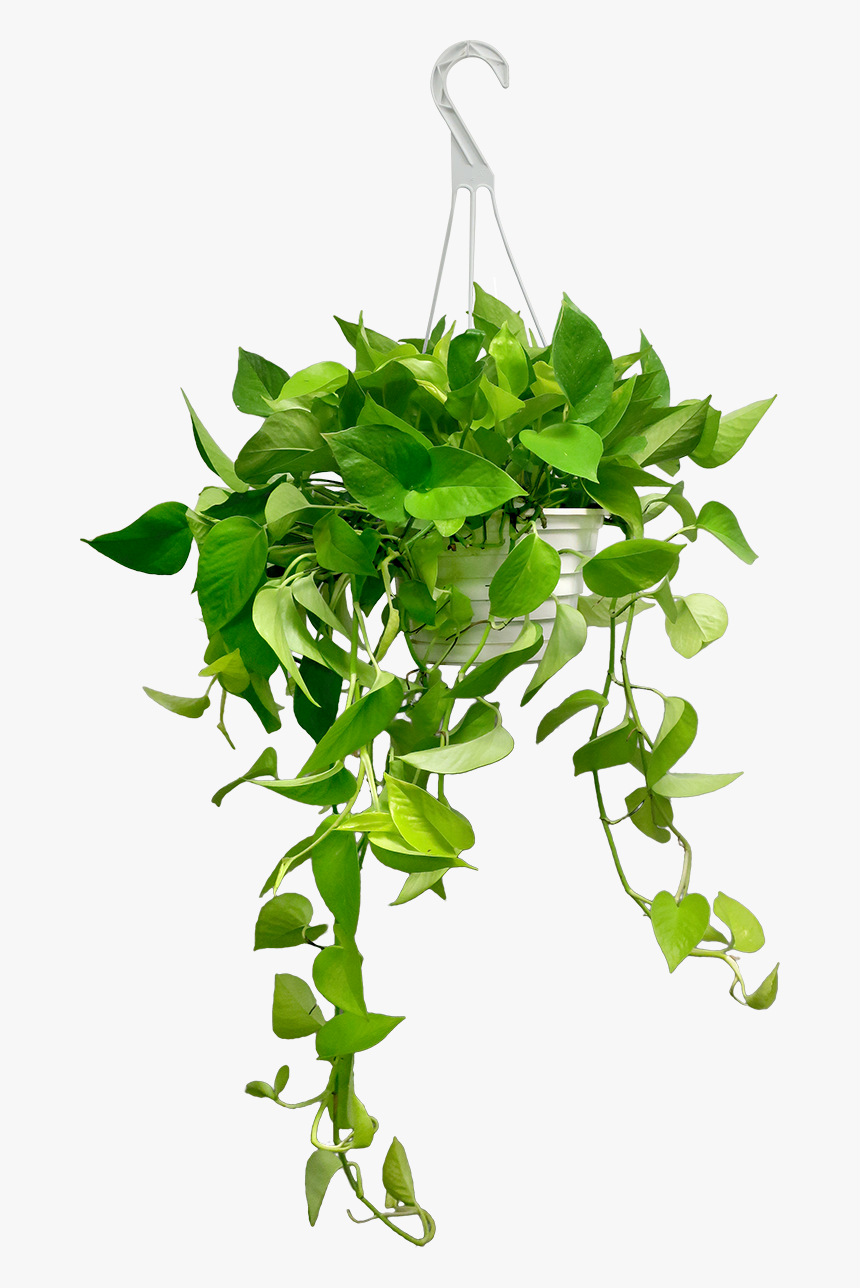 Transparent Hanging Ivy Png - Pothos Hanging Basket, Png Download, Free Download