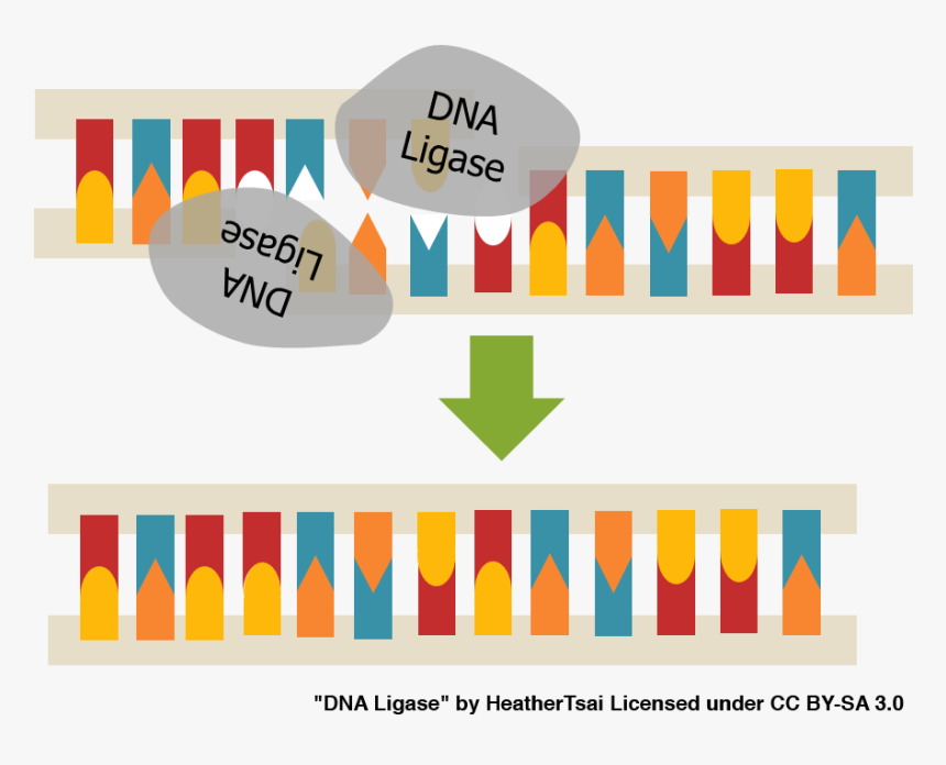 Transparent Dna Strand Clipart - Dna Ligase, HD Png Download, Free Download