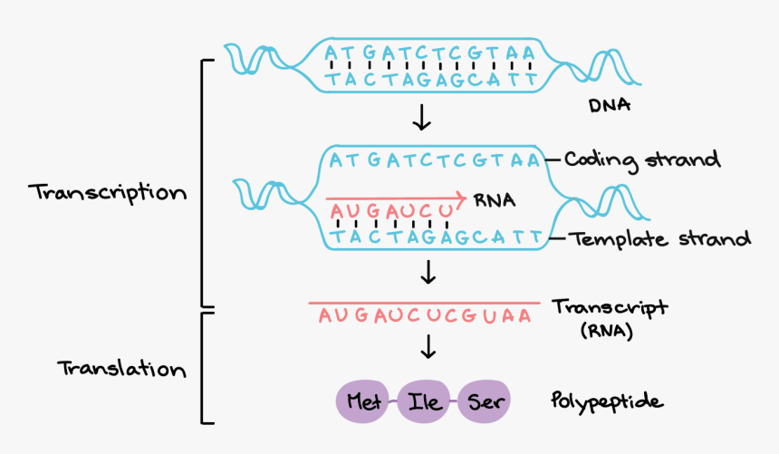 Rna Transcription, HD Png Download, Free Download