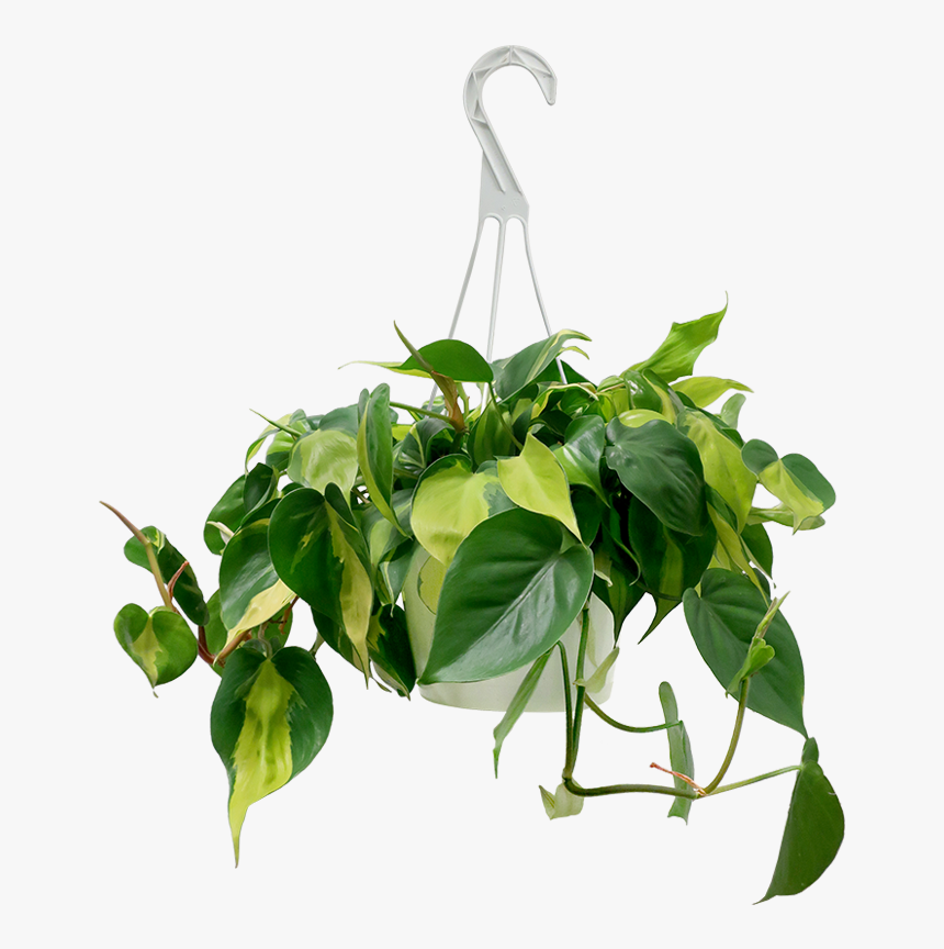 Philodendron Brazil Hanging Basket, HD Png Download, Free Download